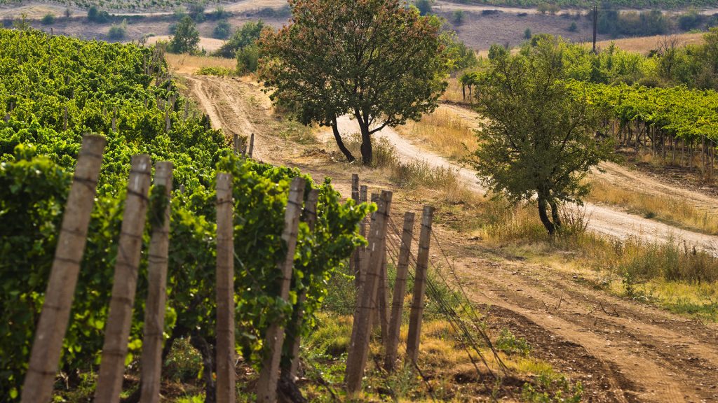 Bela voda Tikves Mazedonien Weinbau